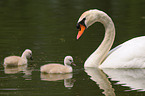 mute swans