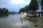 mute swan