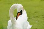 mute swan