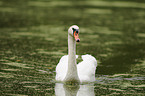 mute swan