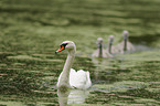 mute swans