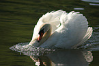 mute swan