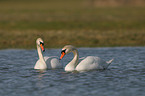 mute swans