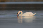 mute swan