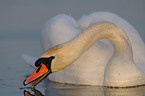 mute swan