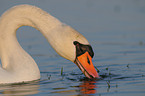 mute swan