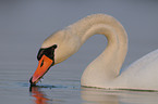 mute swan