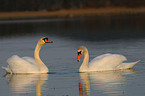 mute swans