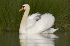 mute swan