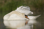 mute swan