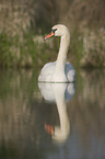 mute swan