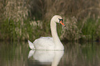 mute swan