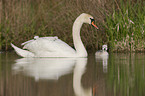 mute swans