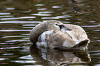 mute swan