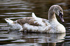 mute swan