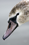 mute swan