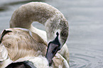 mute swan