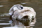 mute swan