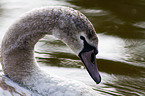 mute swan