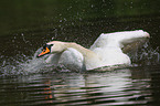 mute swan