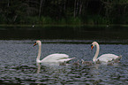 mute swans