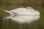 mute swan