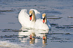 mute swans