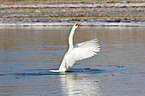 mute swan