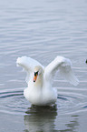 mute swan