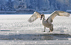 mute swan