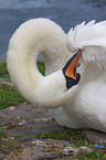 mute swan