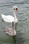 mute swans