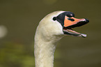 mute swan