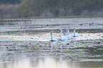 mute swans