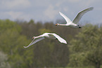 mute swans