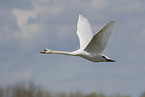 mute swan