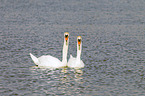 mute swans