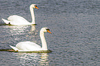 mute swans