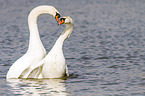 mute swans