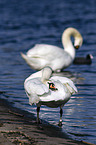 mute swans