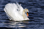 mute swan