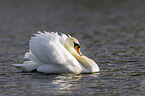 mute swan