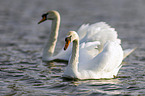 mute swans