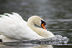 mute swan