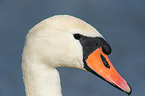 mute swan