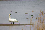 mute swan