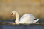 mute swan