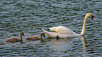 Mute swans