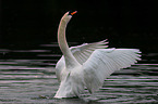 mute swan