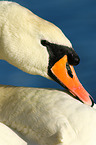 mute swan